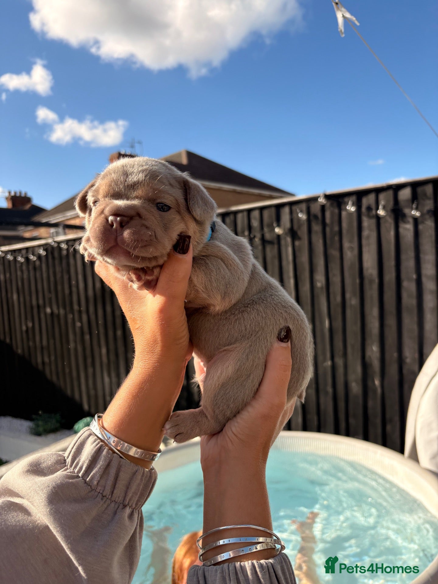 French Bulldog dogs French bulldog puppies  - Advert 2