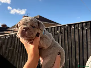 French Bulldog dogs French bulldog puppies - Advert 7