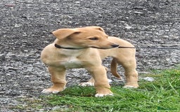 Lurcher dogs for sale: Lassie for sale 12 weeks old  - Image 6