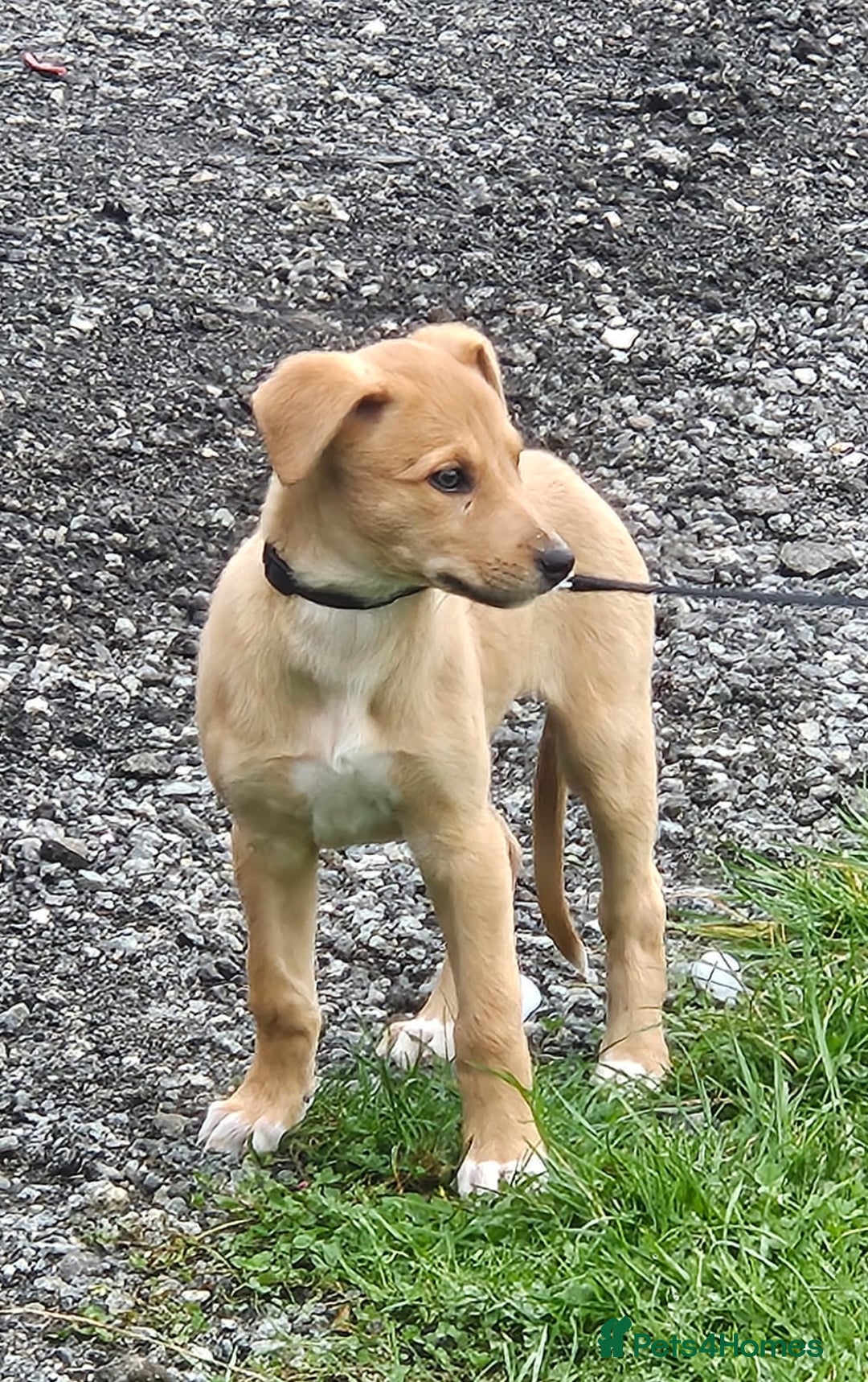 Lurcher dogs for sale: Lassie for sale 12 weeks old  - Image 6