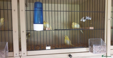 Canaries birds - Advert 8