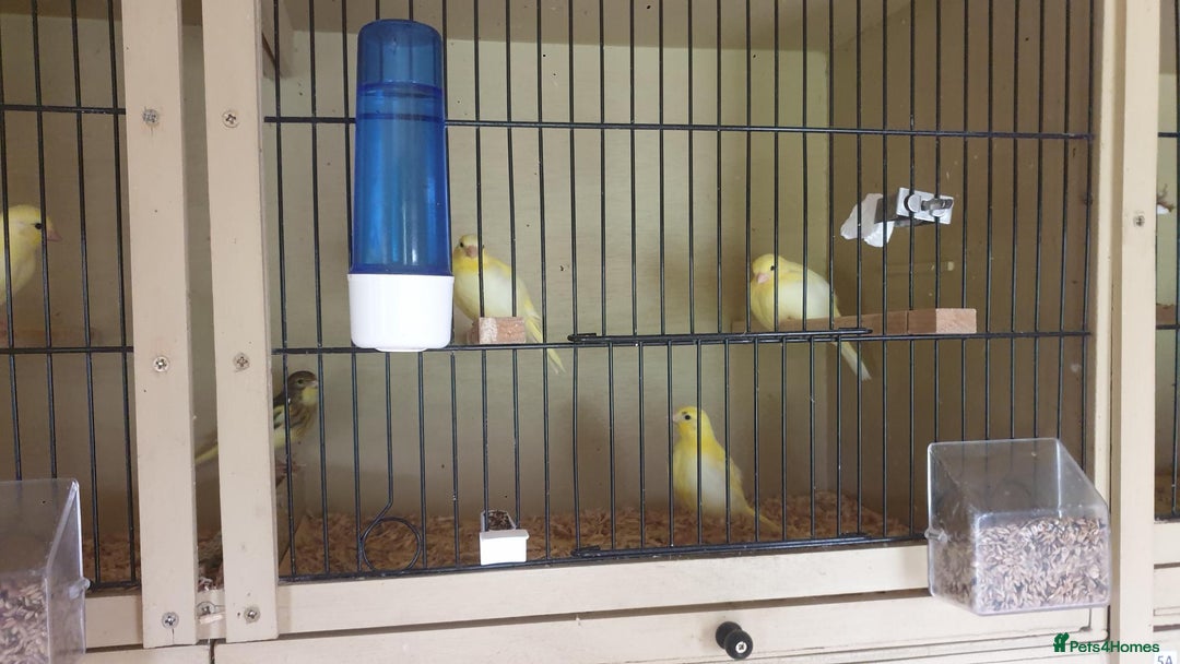 Canaries birds for sale: 2025 Canaries For Sale - Image 3