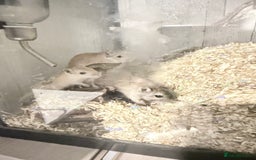 Gerbil rodents for sale: Baby gerbils  - Image 6