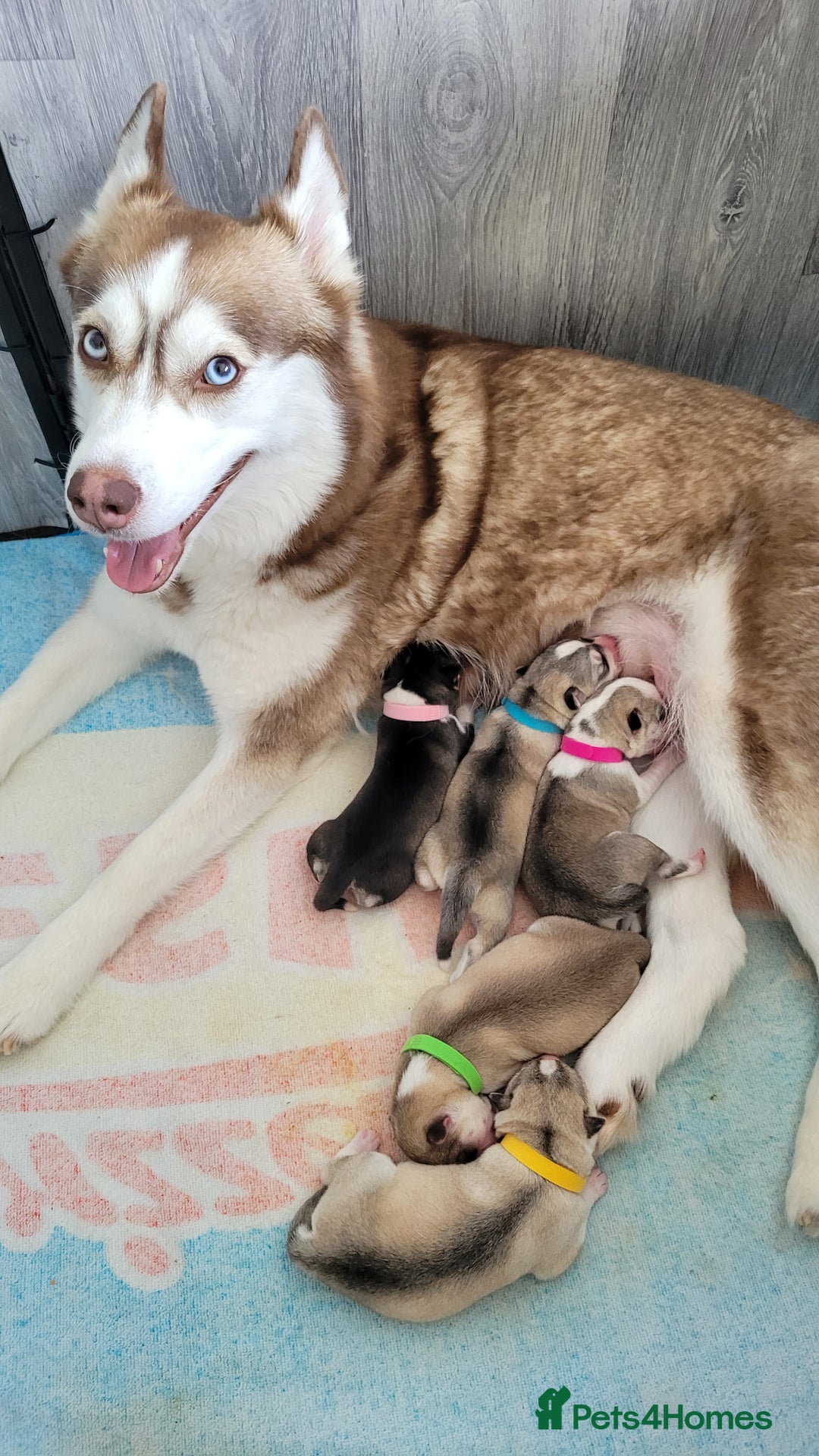 Siberian Husky dogs for sale: Best Quality Siberian Husky Puppies in Scotland - Image 31