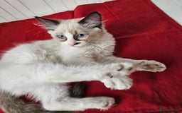 Ragdoll cats for sale:  RAGDOLLS KITTENS🐱😻 1 Boy bicolour available 😻 - Image 3