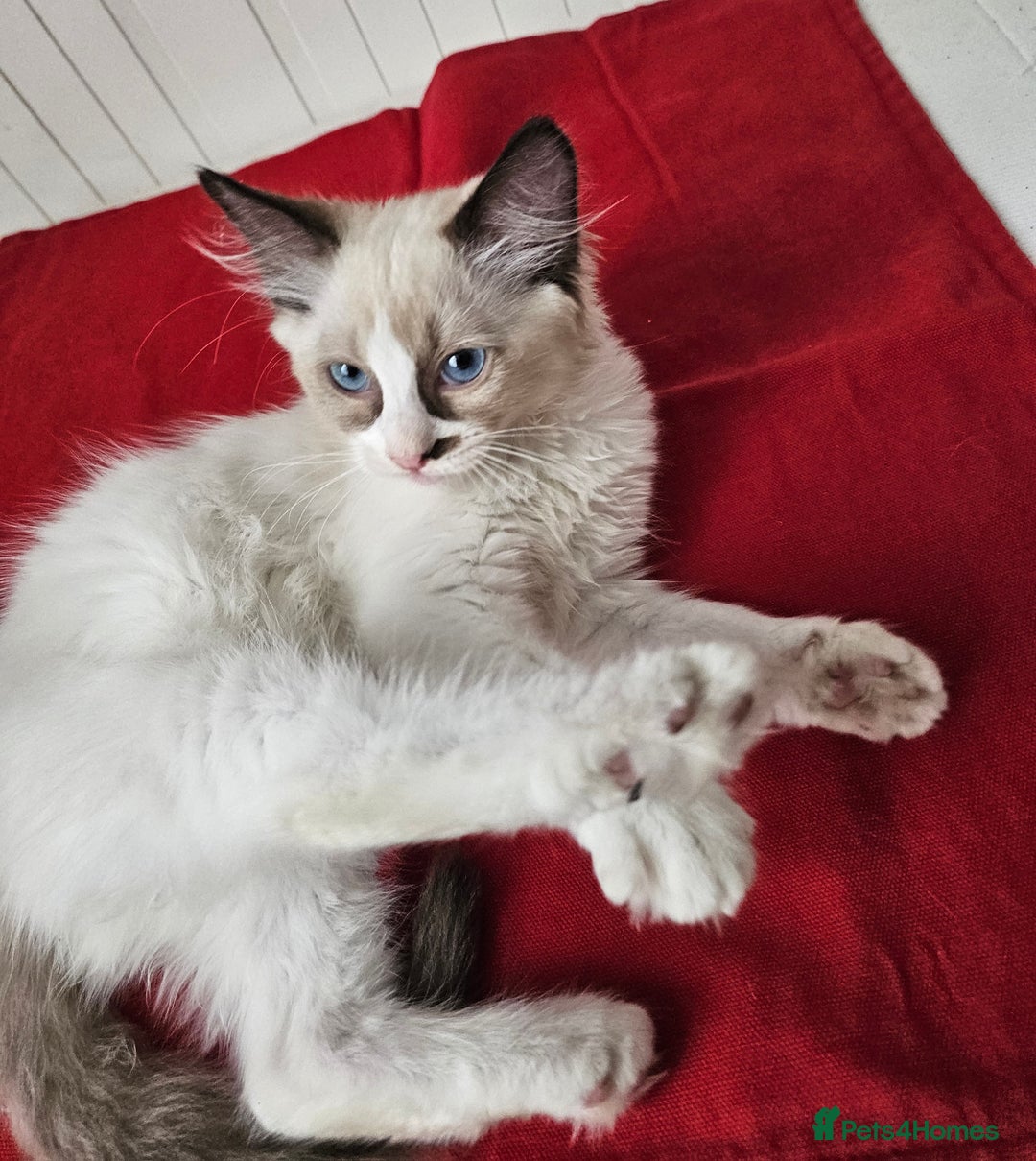 Ragdoll cats for sale:  RAGDOLLS KITTENS🐱😻 1 Boy bicolour available 😻 - Image 3
