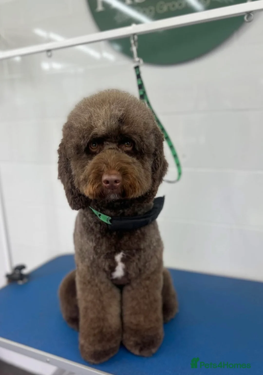 Cockapoo dogs for sale: Beautiful cockapoo babies 🐶  - Advert 1