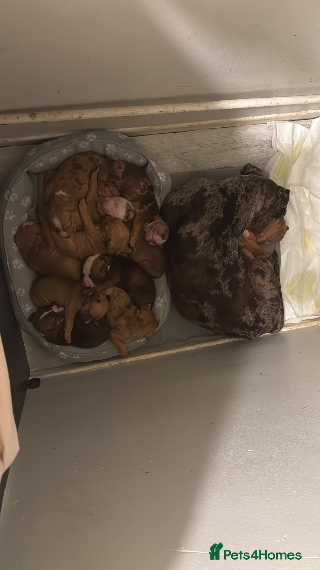 Mixed Breed dogs for sale: Cane Corso mixed  - Advert 23