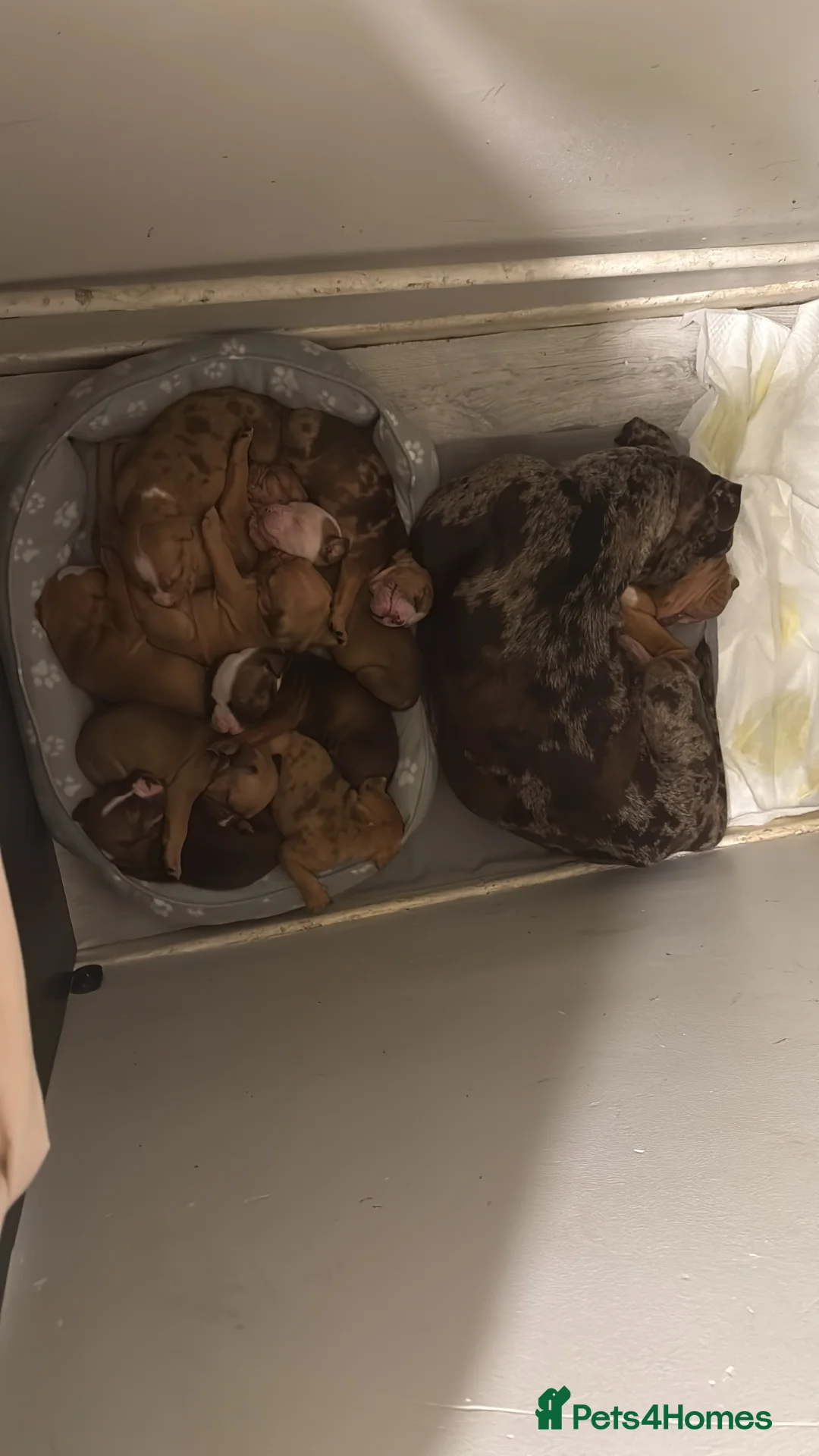 Mixed Breed dogs for sale: Cane Corso mixed  - Advert 32