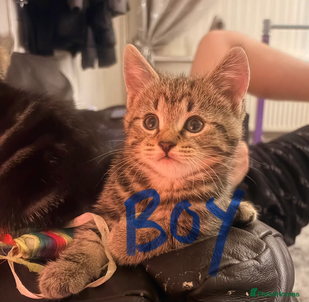 Mixed Breed cats for sale: Kittens x2 - to go together  - Advert 2