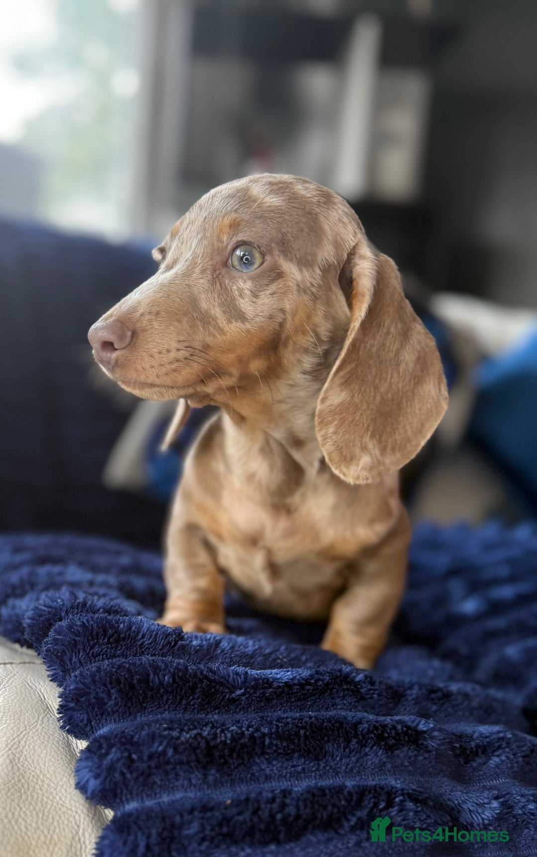 Miniature Dachshund dogs for sale: Miniature dachshund puppies  - Image 3