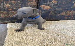 Whippet dogs for sale: KC Reg Blue whippet puppies - Image 13