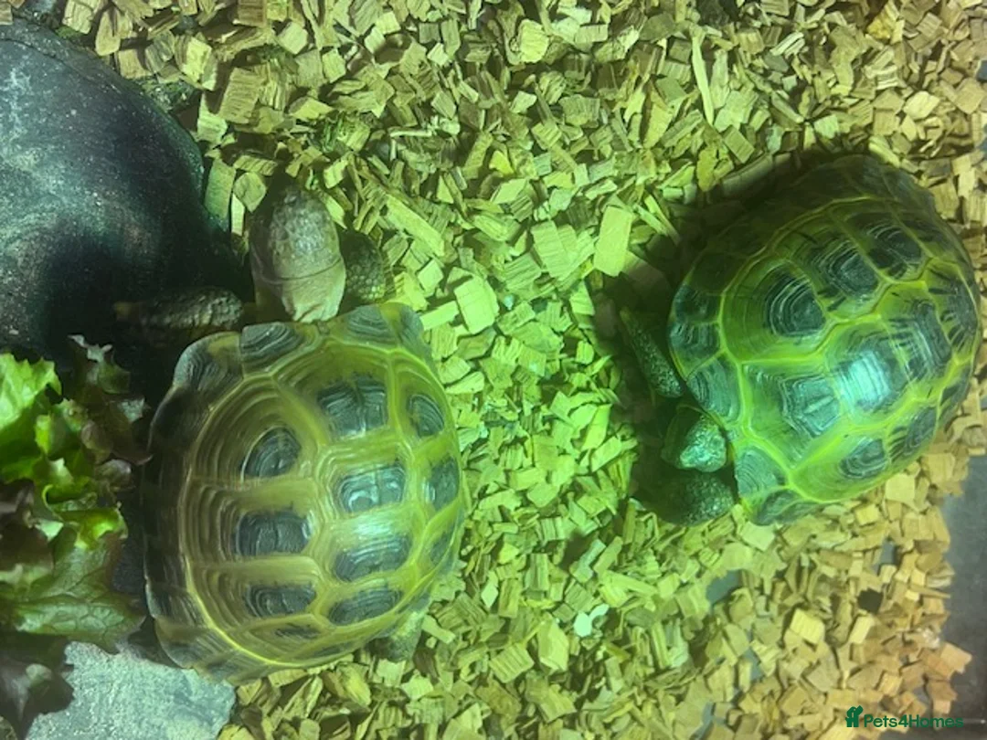 Tortoise reptiles for sale: Two Horsefield Tortoise with enclosure & heat lamp - Advert 9