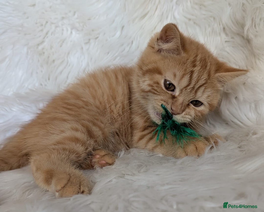 British Shorthair cats for sale: British shorthair kittens - Image 6