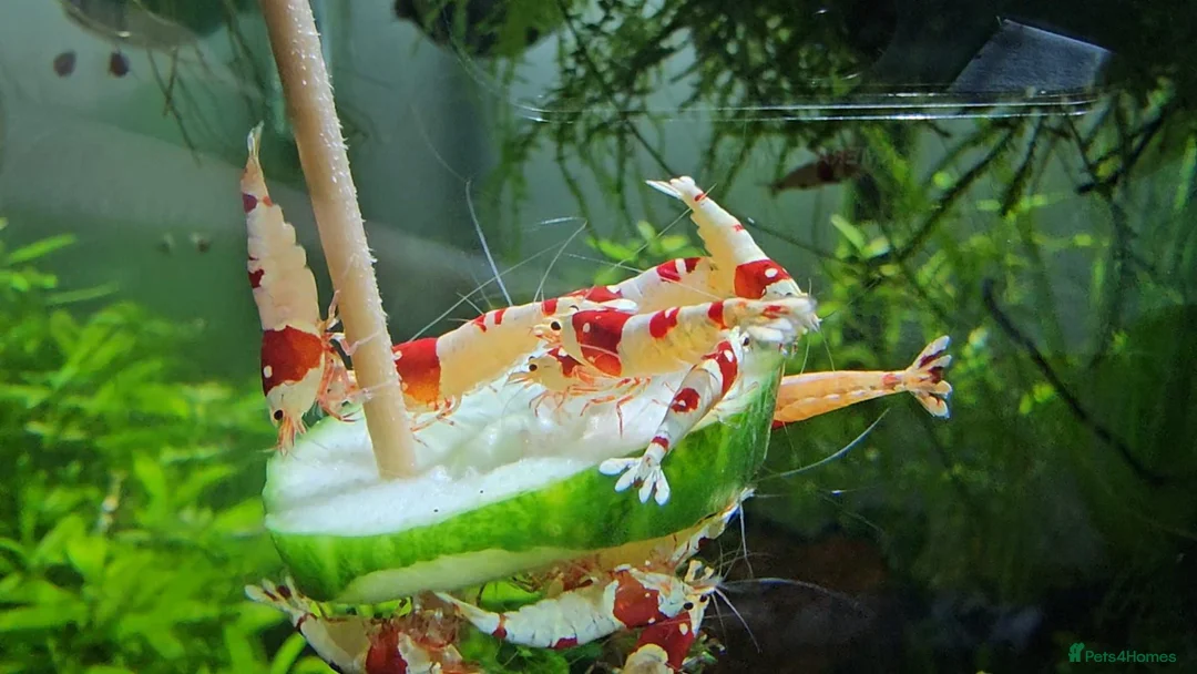 Shrimps fish for sale: Stunning red crystal shrimp in Bodmin in Bodmin - Advert 2