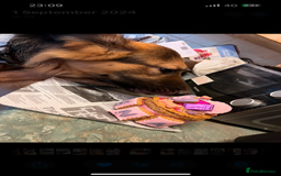 German Shepherd dogs for sale: Zena sadly for Sale - Image 8