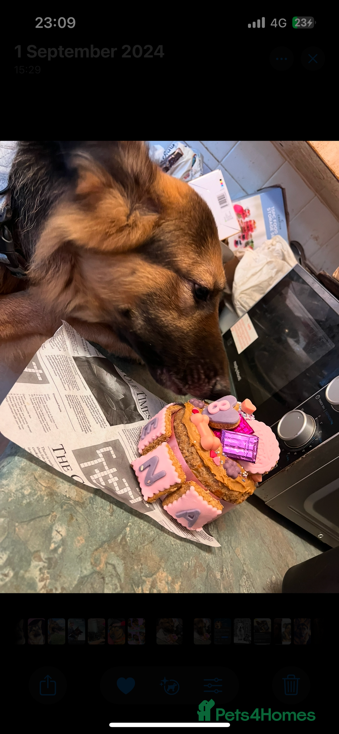 German Shepherd dogs for sale: Zena sadly for Sale - Image 8