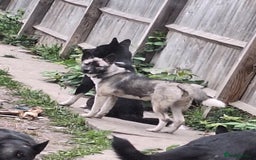 Mixed Breed dogs for sale: Husky cross  - Image 1