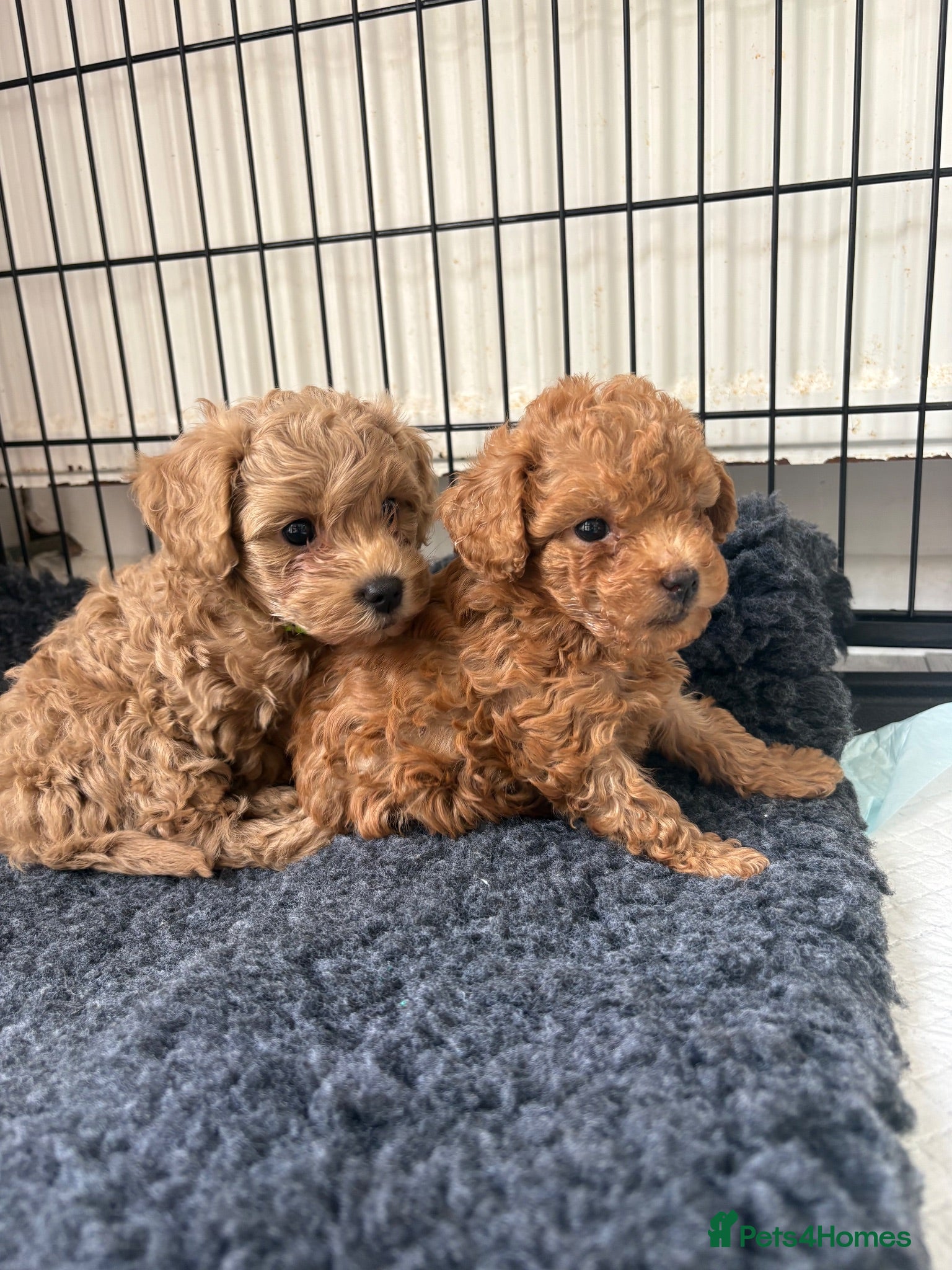 Cavapoo dogs 3 boy toy Cavapoos ready this weekend - Advert 17