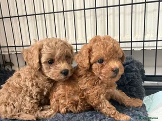 Cavapoo dogs 3 boy toy Cavapoos ready this weekend - Advert 17