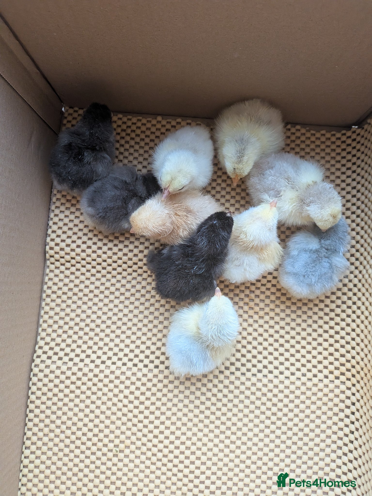 Chickens poultry Pekin bantam day olds - lots of colours  - Advert 1