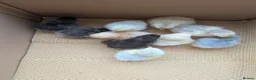 Chickens poultry for sale: Pekin bantam day olds - lots of colours  - Advert 1