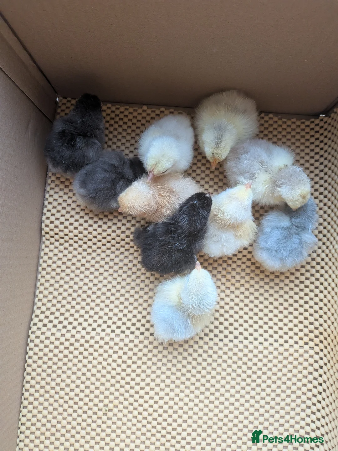 Chickens poultry for sale: Pekin bantam day olds - lots of colours  - Advert 1