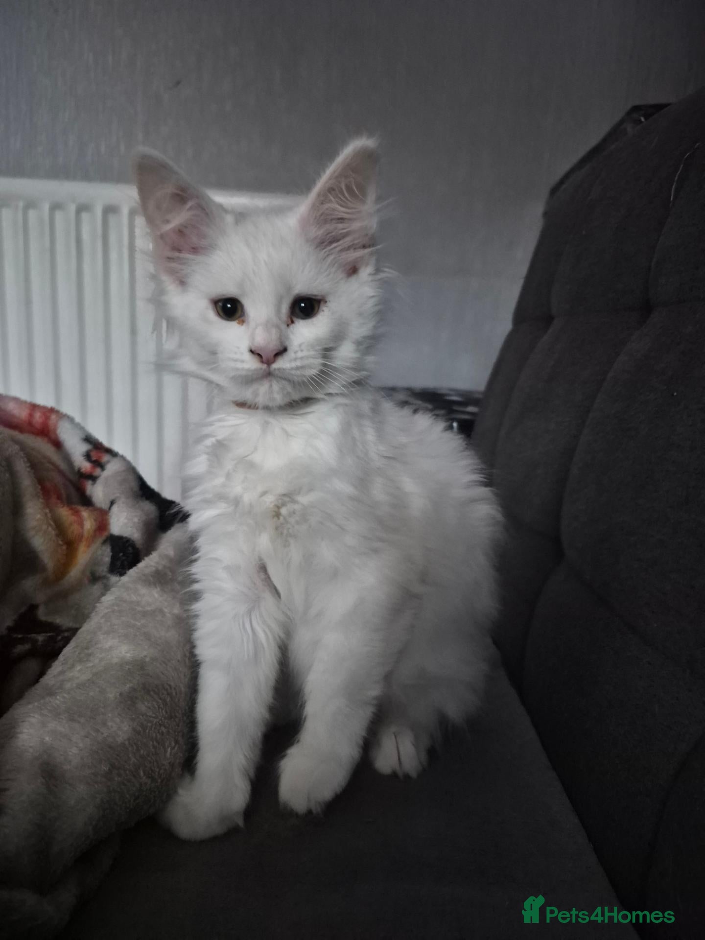Maine Coon cats Avaible 2 last white Maine Coon girls - Advert 2