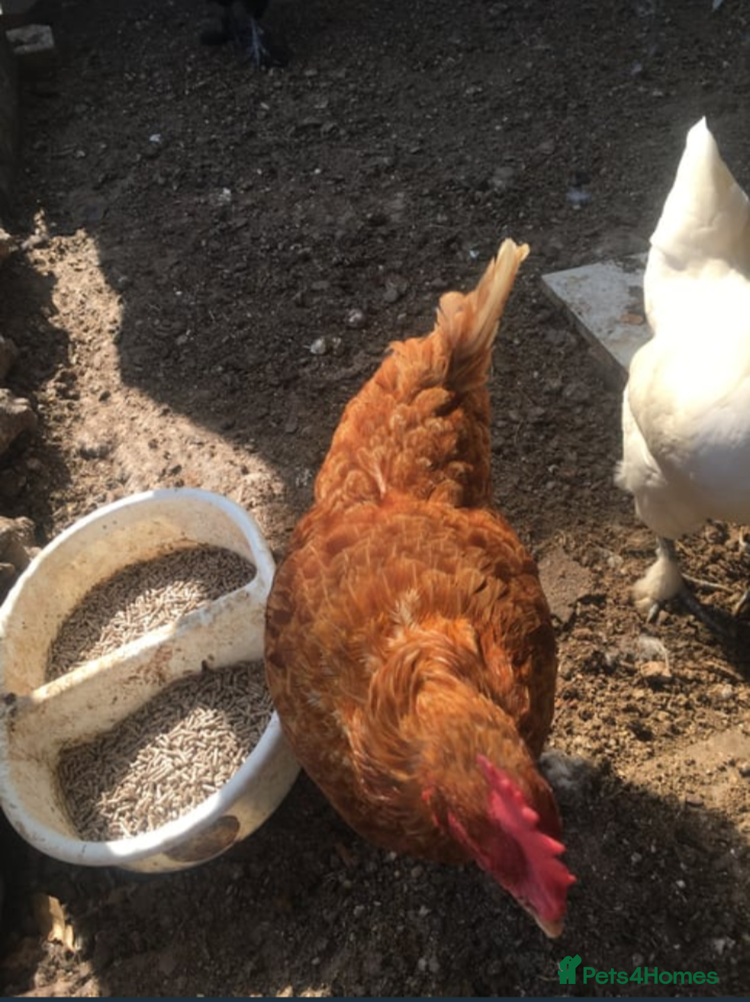 Chickens poultry for sale: Chicken - Image 3