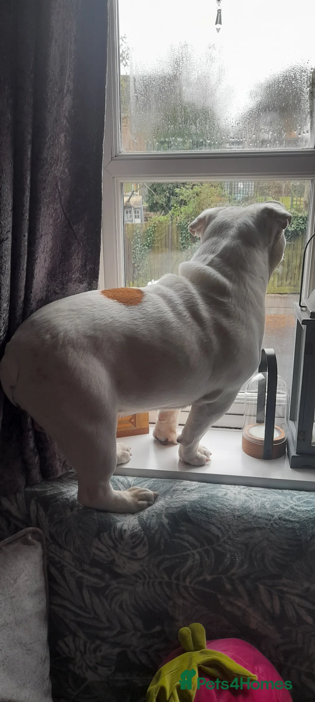 English Bulldog dogs for stud: Finest bred English Bulldog  - Advert 5