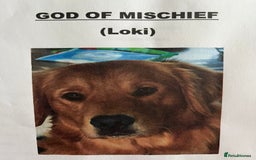 Golden Retriever dogs for sale: Golden retriever puppies  - Image 9