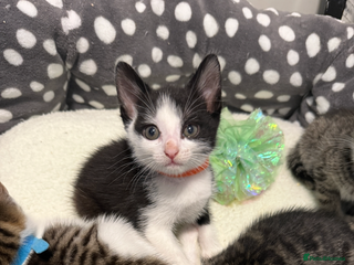 Mixed Breed cats Smokyblack & whith half british short hair kittens - Advert 2