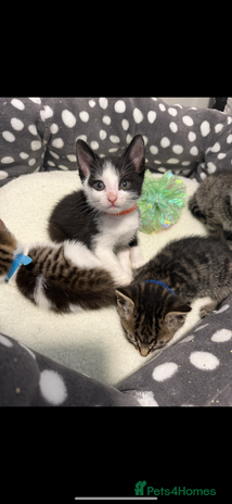 Mixed Breed cats Smokyblack & whith half british short hair kittens - Advert 1