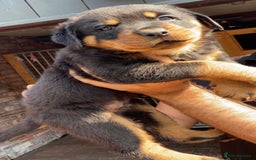 Rottweiler dogs for sale: Stunning KC Registered Rottweiler Puppies  - Image 9