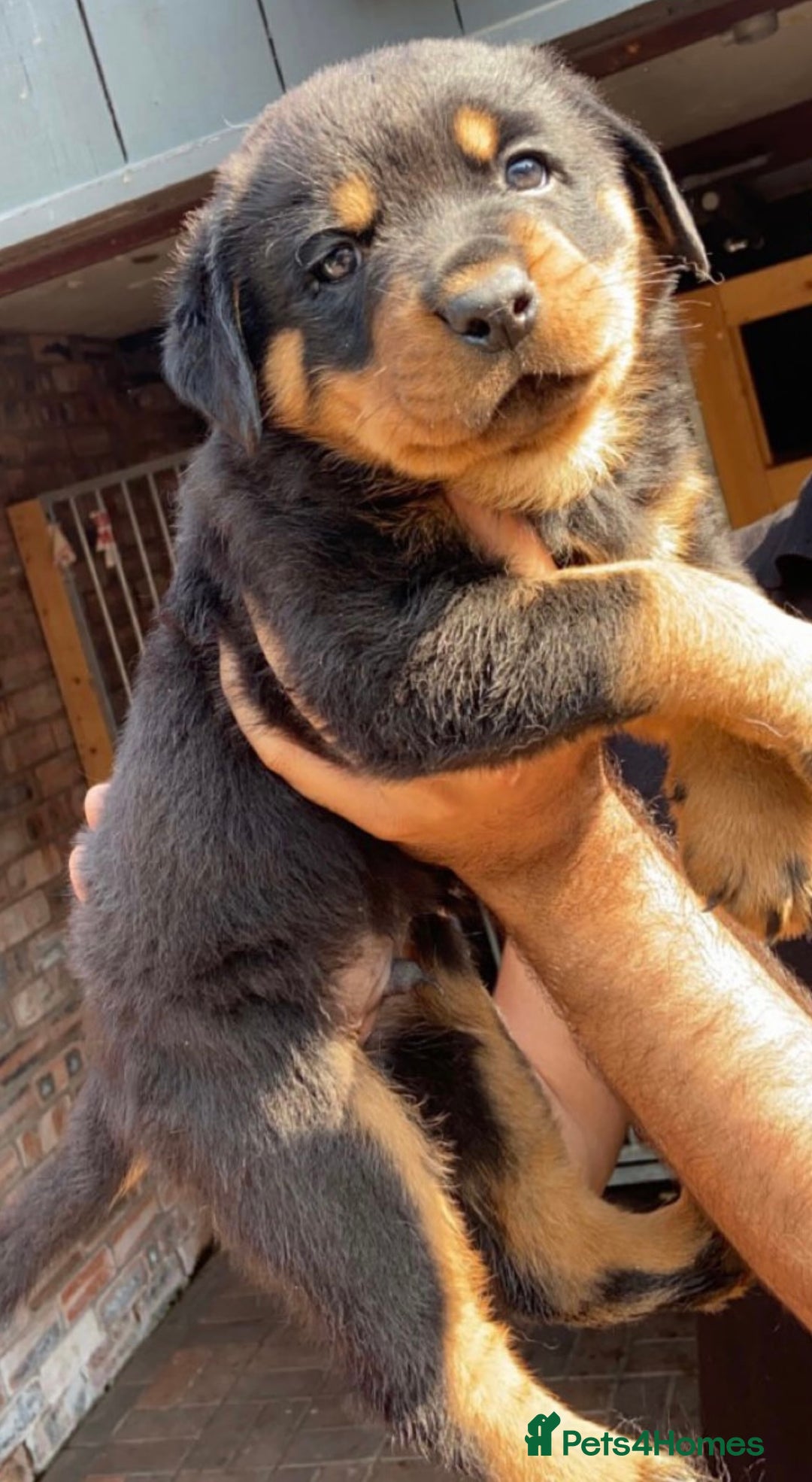 Rottweiler dogs for sale: Stunning KC Registered Rottweiler Puppies  - Image 9