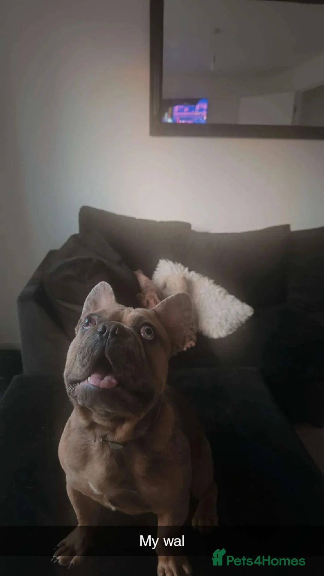 French Bulldog dogs for sale: Male merle frenchie  - Advert 2