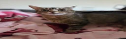 Mixed Breed cats for sale: Beautiful kittens looking for their forever homes  - Advert 9