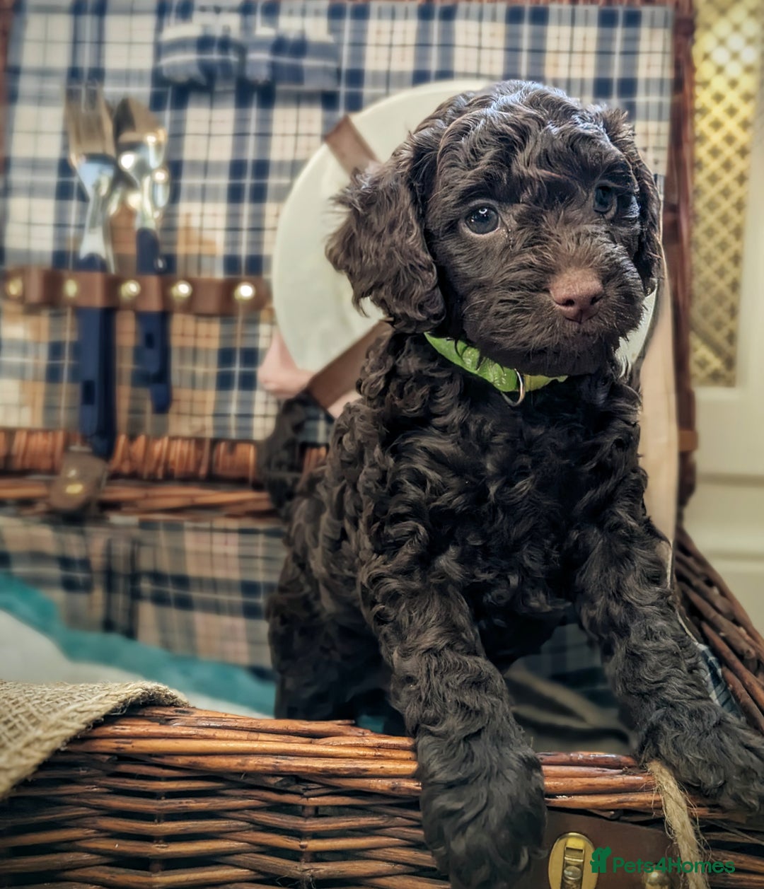 Cockapoo dogs for sale: 4 males and 1 female, chocolate coated cockerpoos  - Image 8