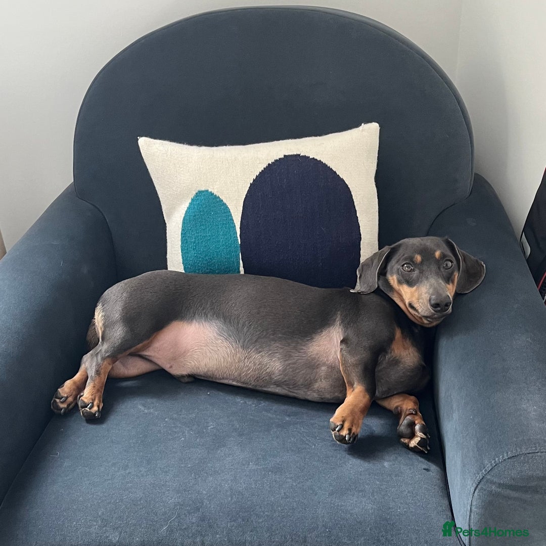 Dachshund dogs for sale: Rehoming our 3 yo dachshund  - Image 9