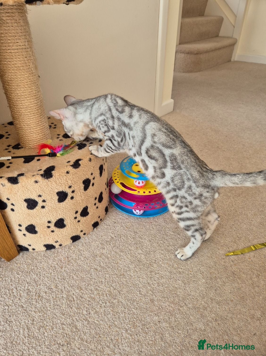 Bengal cats Stunning Pedigree Bengal Kittens - Advert 18