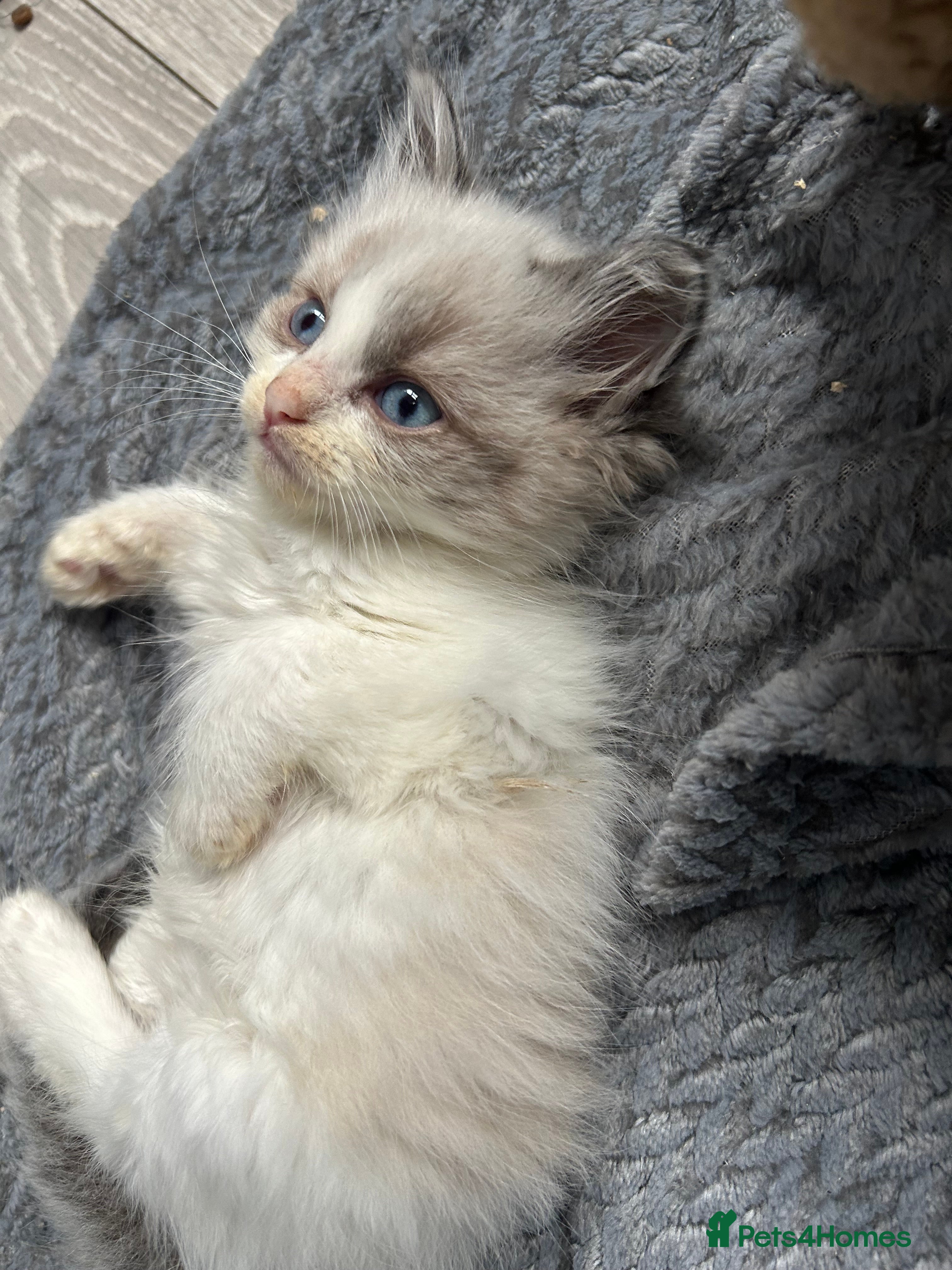 Ragdoll cats RAGDOLL KITTENS  - Advert 2