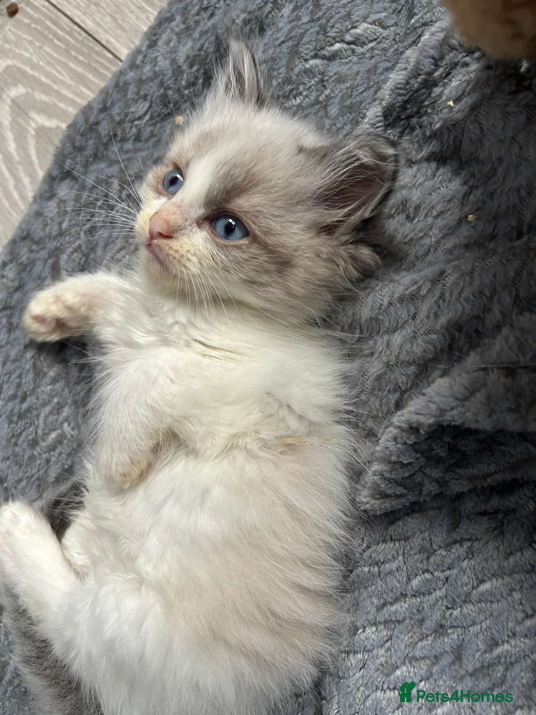 Ragdoll cats for sale: RAGDOLL KITTENS  - Advert 1