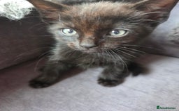 Mixed Breed cats for sale: Mixed breed kittens - Image 13