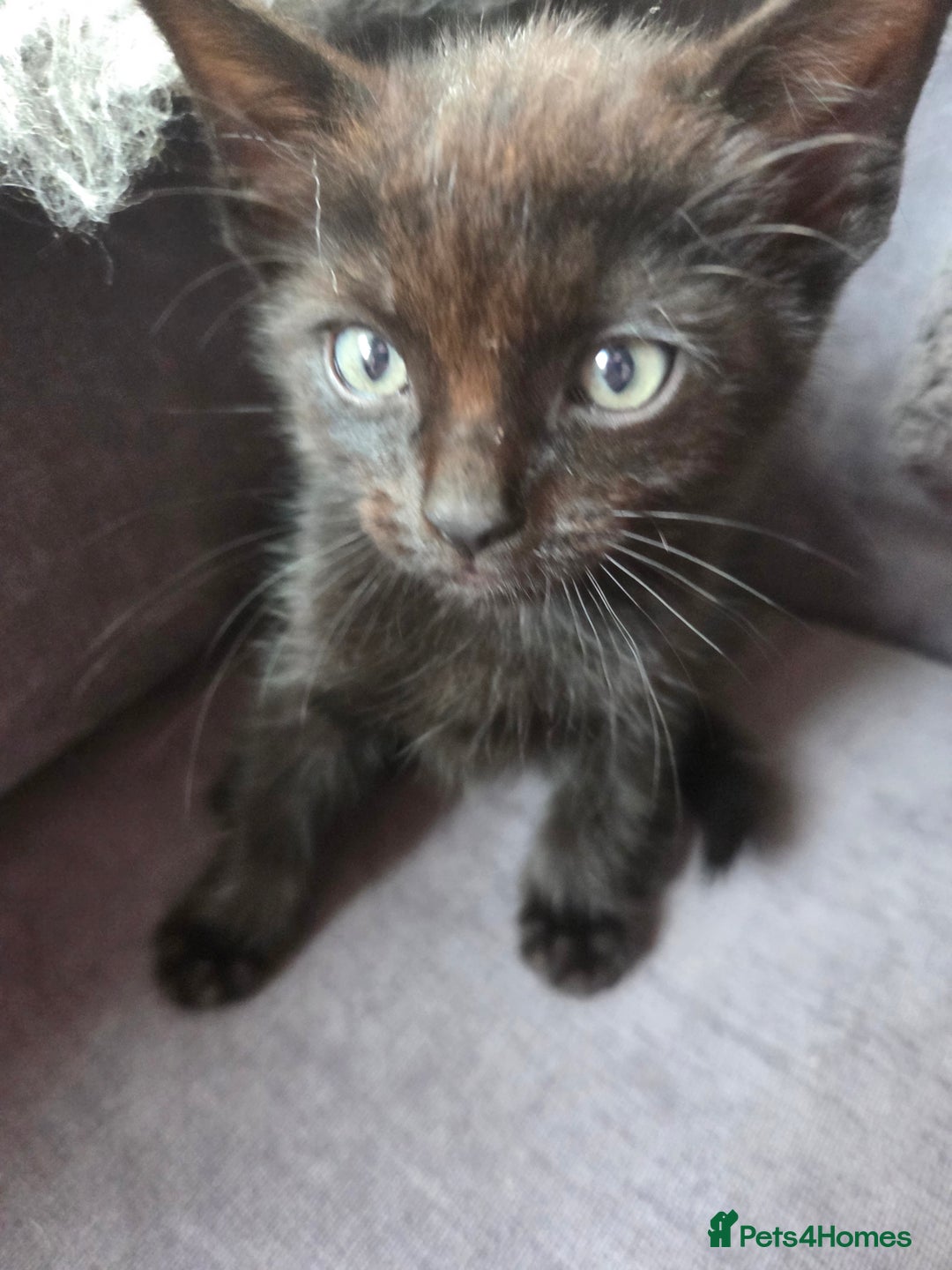 Mixed Breed cats for sale: Mixed breed kittens - Image 13
