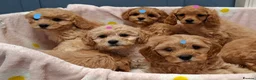 Cavapoochon dogs for sale: Gorgeous Cavapoochon Puppies for sale! - Advert 3
