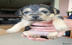 Jackapoo dogs for sale: Jackapoo Puppies - Image 1