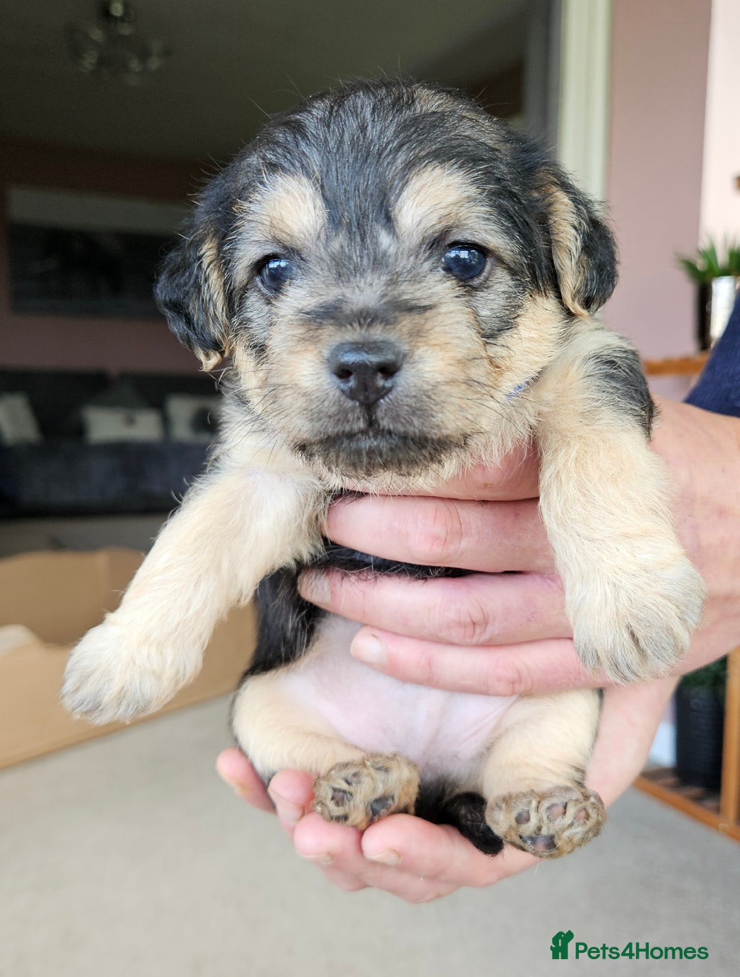 Jackapoo dogs for sale: Jackapoo Puppies - Image 1