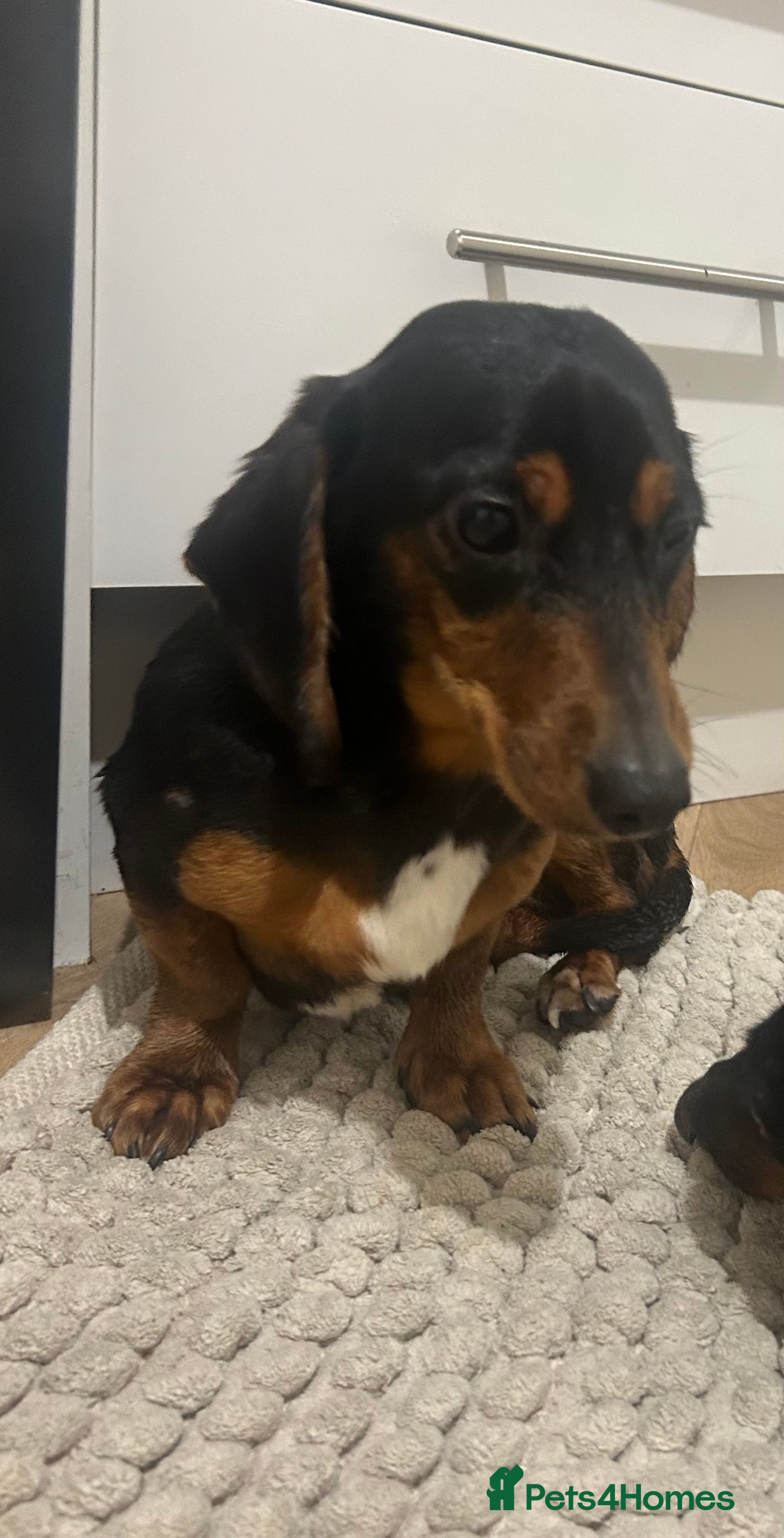 Dachshund dogs 2 dachshunds looking for a loving home. - Advert 2
