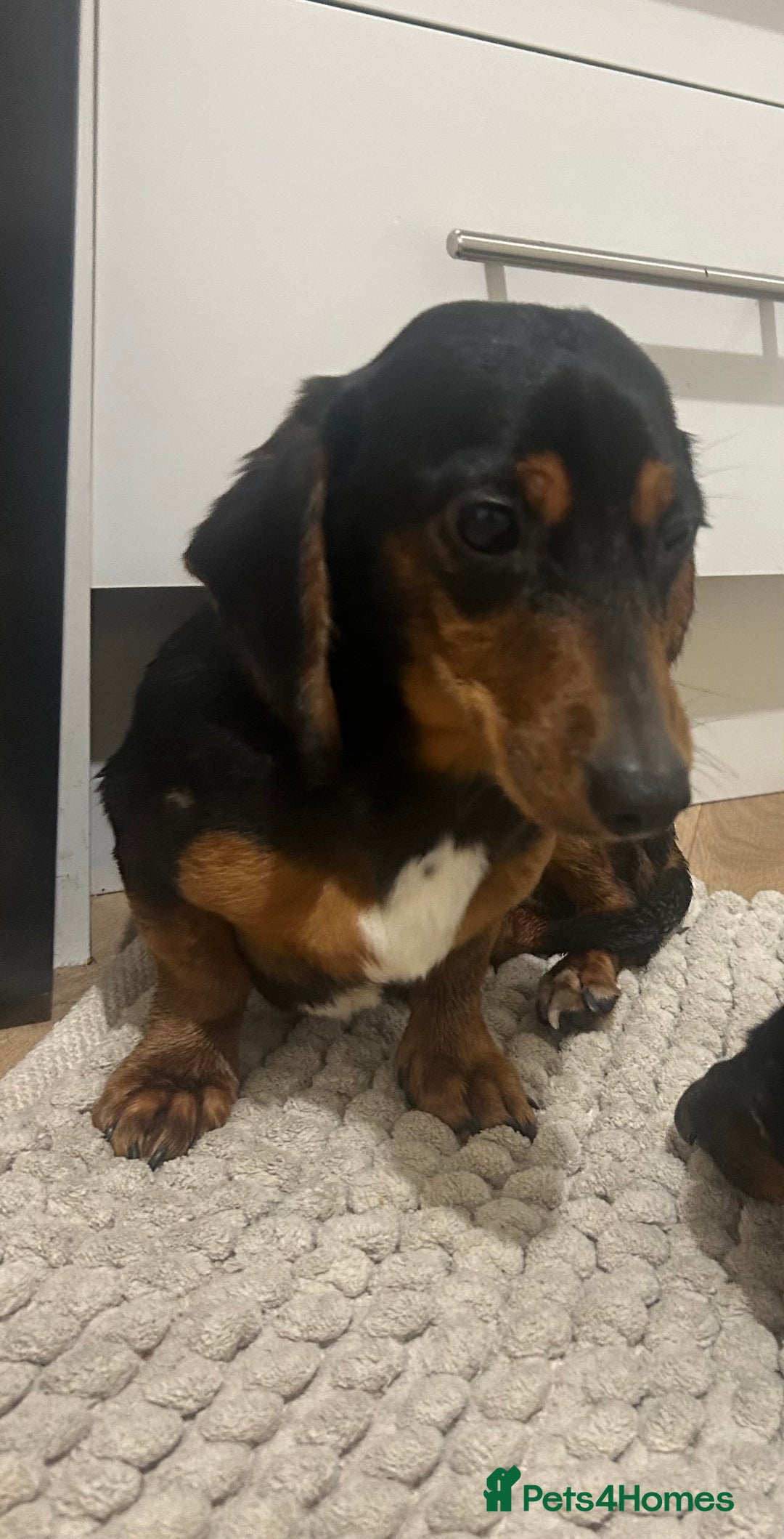 Dachshund dogs for sale: 2 dachshunds looking for a loving home. - Advert 1