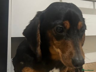 Dachshund dogs 2 dachshunds looking for a loving home. - Advert 1